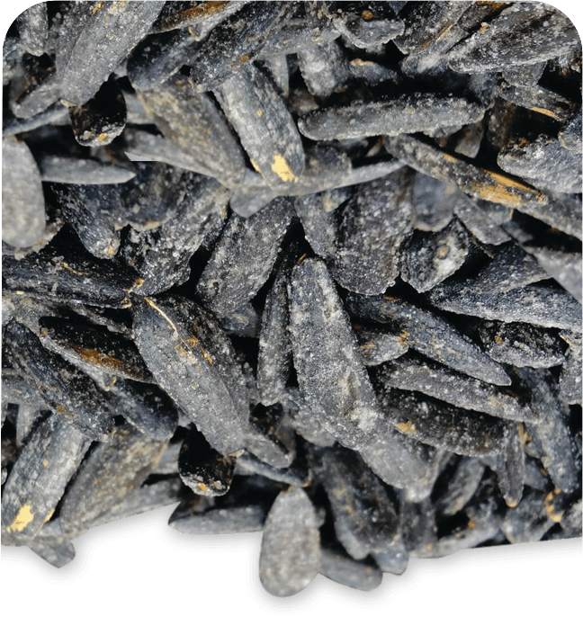 Anjoman KG Sunflowers Seeds